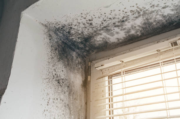Affordable Mold Removal solutions in Princeton, NC
